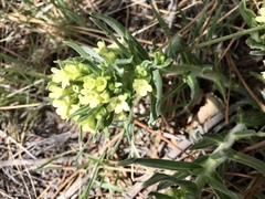 Lithospermum ruderale