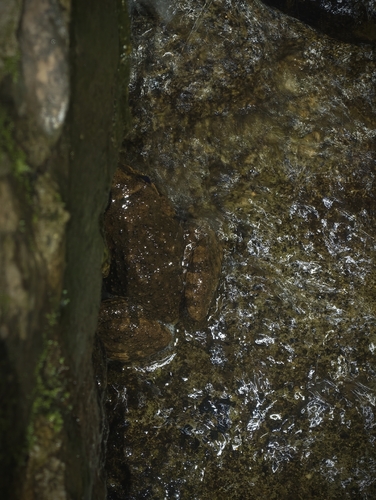 Giant Spiny Frog