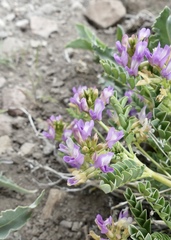 Astragalus iodanthus