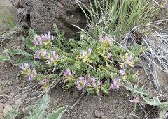 Astragalus iodanthus