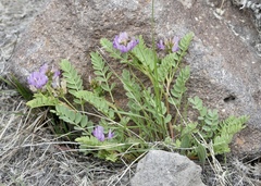 Astragalus iodanthus