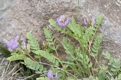 Astragalus iodanthus