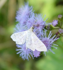 Epipagis fenestralis