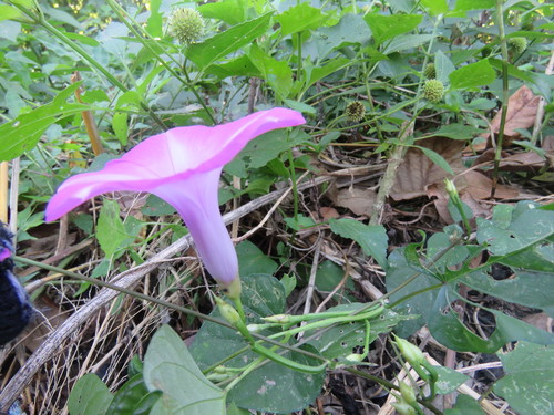 Image of Ipomoea splendor by (c) Alexis López Hernández, some rights reserved (CC BY)
