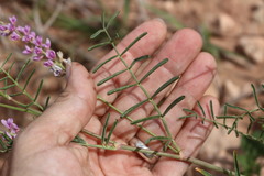 Astragalus gracilis