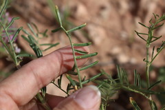 Astragalus gracilis