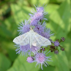 Epipagis fenestralis