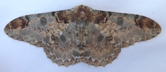 Amraica recursaria
