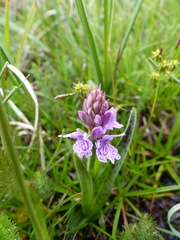 Dactylorhiza maculata