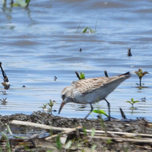 iNaturalist image