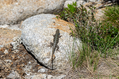 iNaturalist observation photo of Spiny Lizards