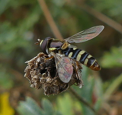 Ischiodon