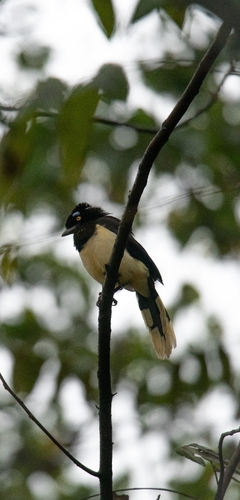 Plush-crested Jay