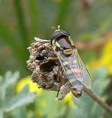 Ischiodon