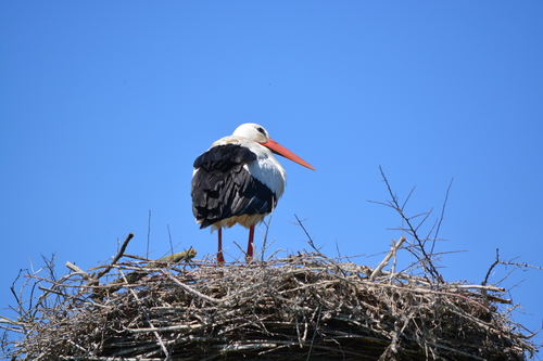 iNaturalist image