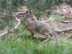 Broom Hare photo 3