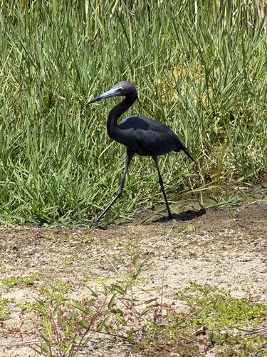 iNaturalist image