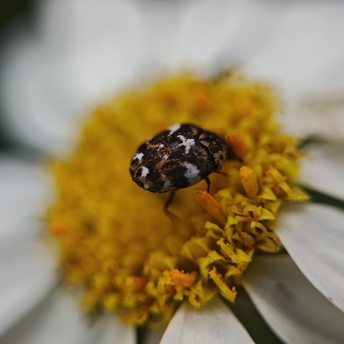 Anthrenus angustefasciatus