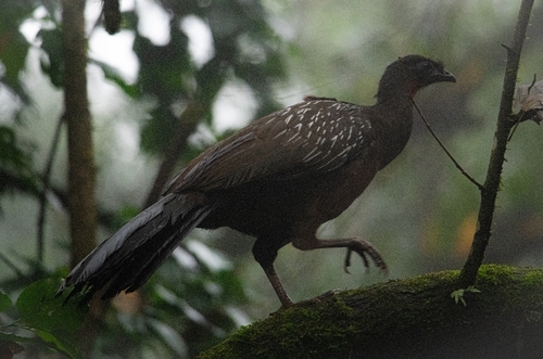 Yungas Guan