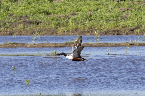 iNaturalist image