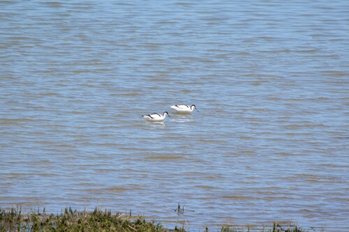 iNaturalist image
