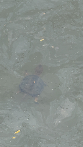 Snapping Turtle