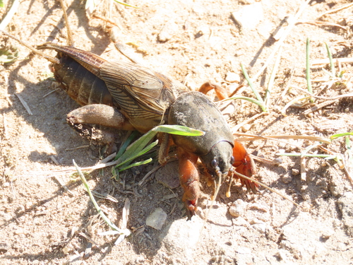 European Mole Cricket photo 3