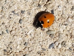 Coccinella septempunctata
