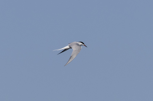 iNaturalist image