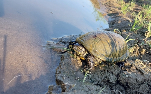 European Pond Turtle