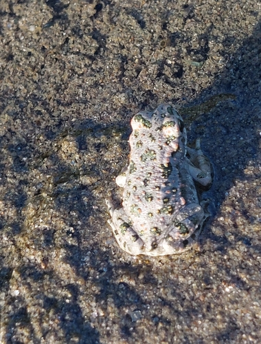 Green Toad