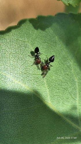 Mediterranean Acrobat Ant