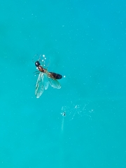 Camponotus clarithorax