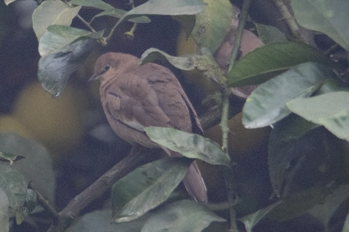 Picuí Ground Dove