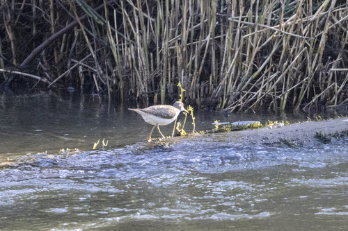 iNaturalist: (c) Alexander Popov, some rights reserved (CC BY-NC), uploaded by Alexander Popov iNaturalist image