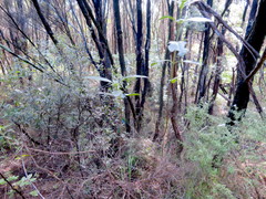 Leucopogon fasciculatus