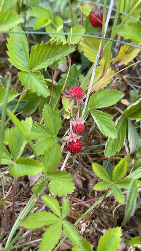 woodland strawberry