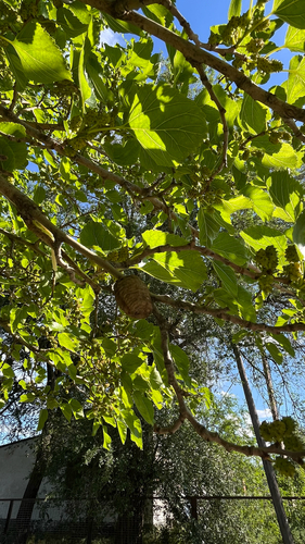 Transcaucasian Giant Mantis