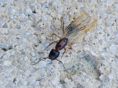 Camponotus clarithorax