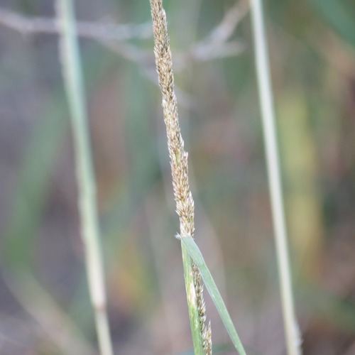 Spike Dropseed