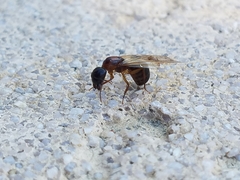 Camponotus clarithorax