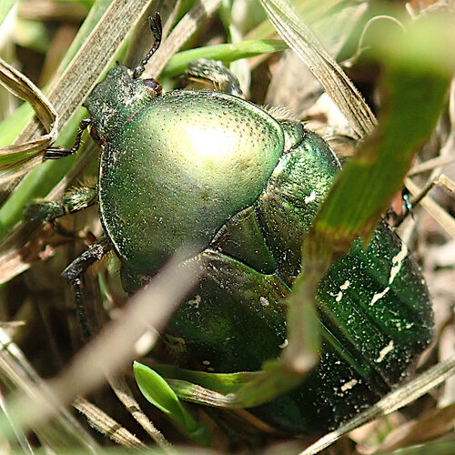 European Rose Chafer