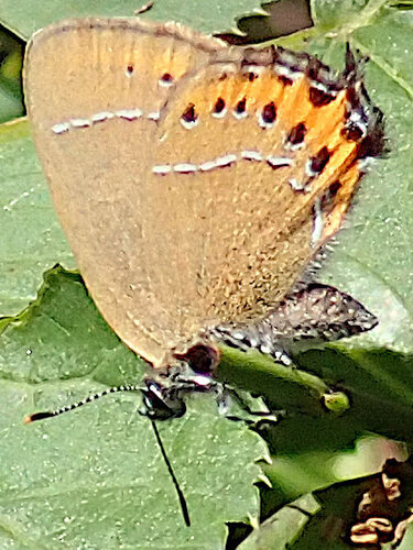 Black Hairstreak