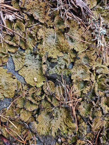 Lasallia pustulata