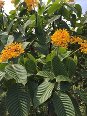 Palicourea padifolia