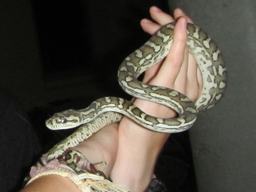 Carpet Python