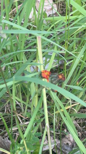 orange hawkweed