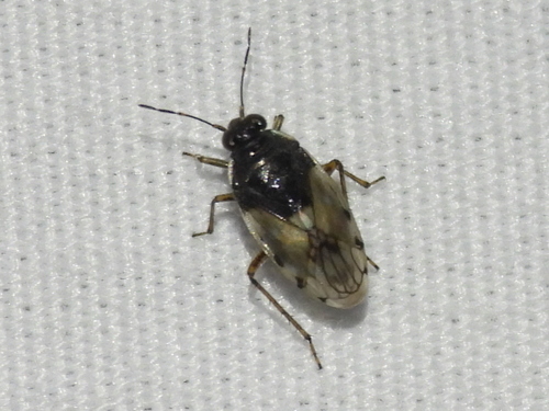 Saldula opiparia