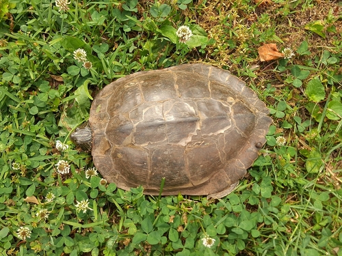 Common Map Turtle