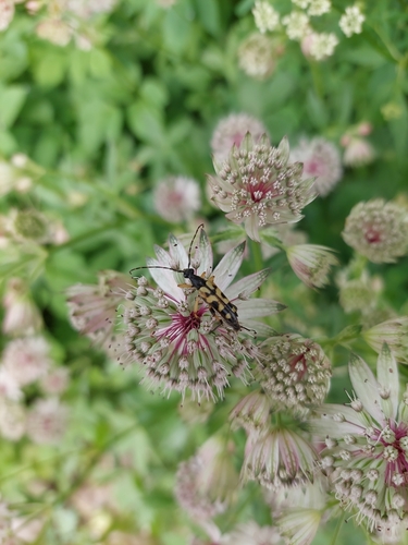 Spotted Longhorn Beetle
